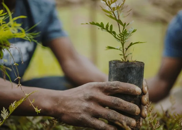 Hands holding a sapling