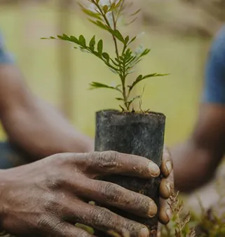 Plantation drive photo