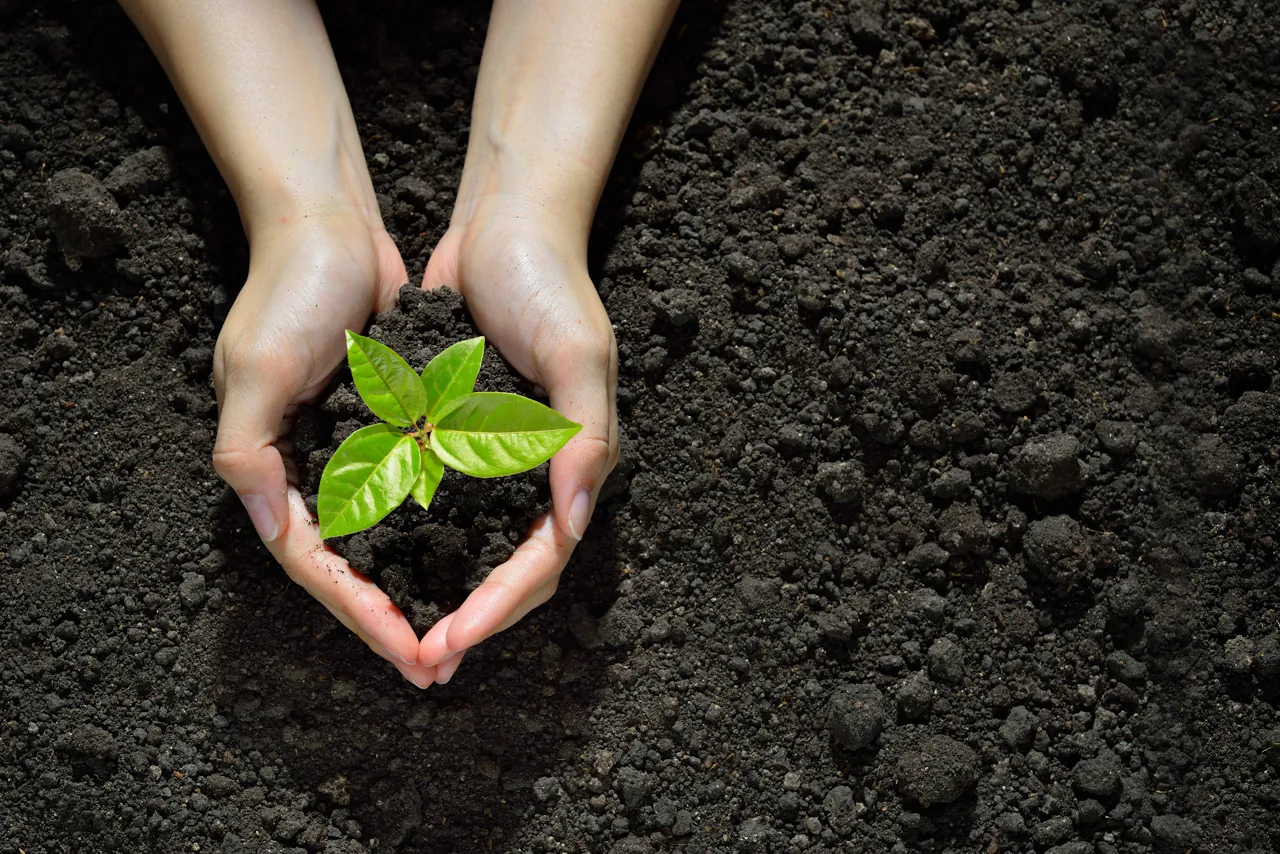Tree plantation drive